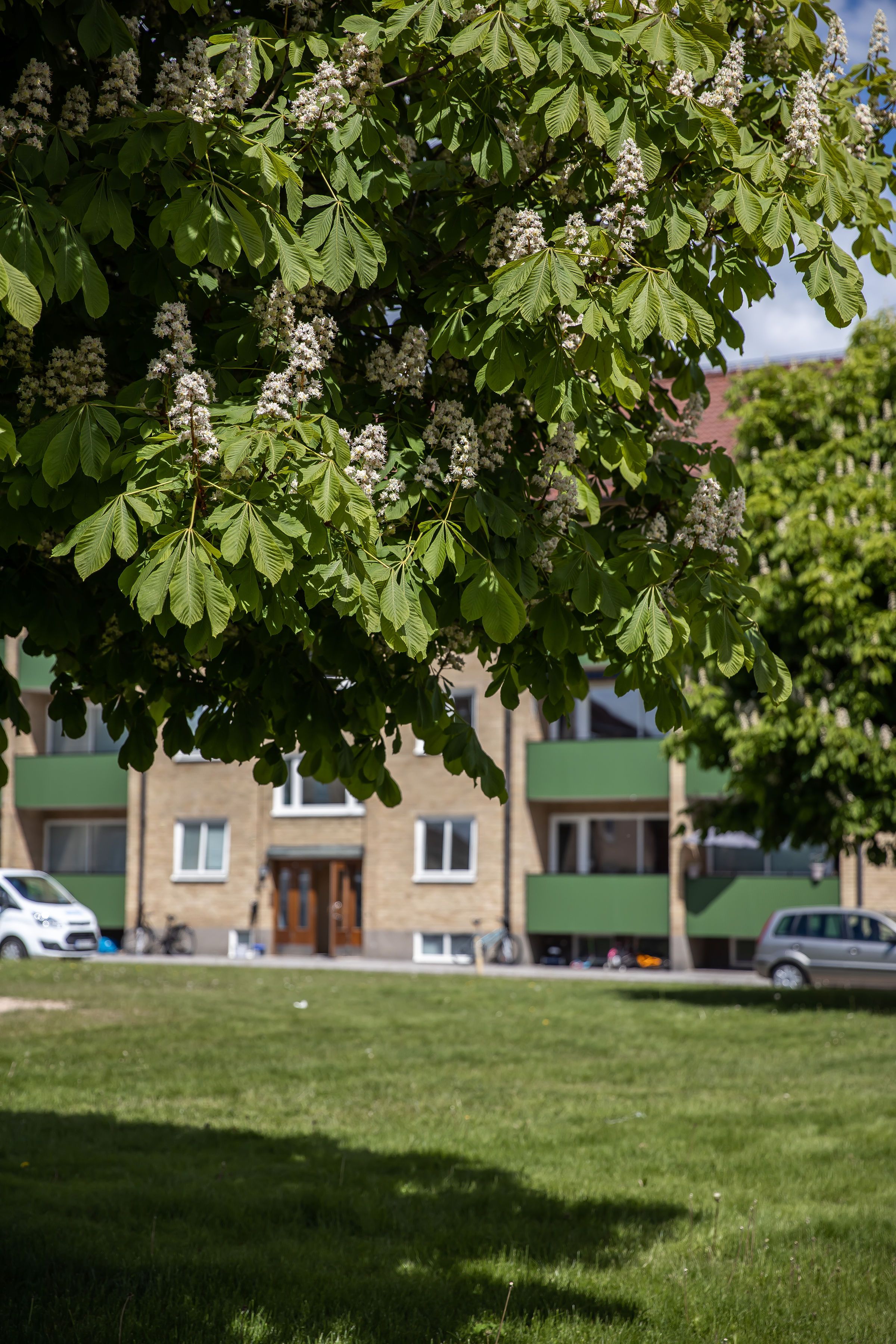 3 rums lägenhet i Ljungby